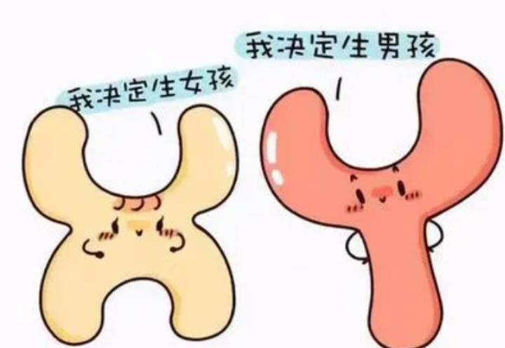 女同性恋家庭在国外可以生孩子，拉拉家庭A卵B怀问题解答！