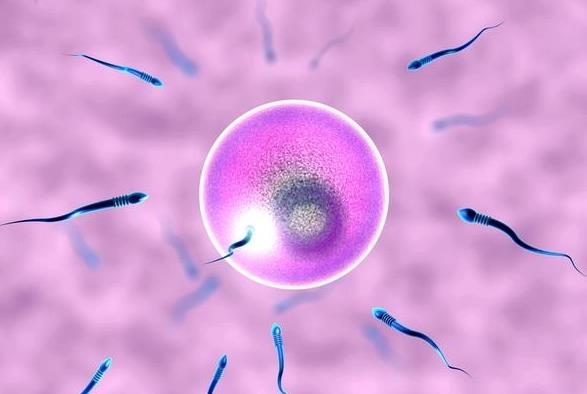 长春供卵试管医院排名？供卵代怀费用多少钱？