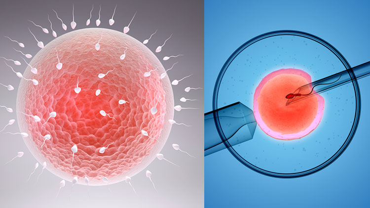 阜阳试管婴儿医院排名，附供卵试管助孕机构成功率一览？