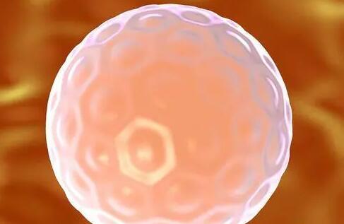 山东省中医院试管养囊后移植成功率有多高？附详细成功率信息？