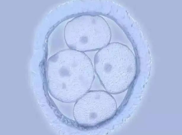 长沙供卵试管婴儿医院排名？三代试管费用大概是多少？