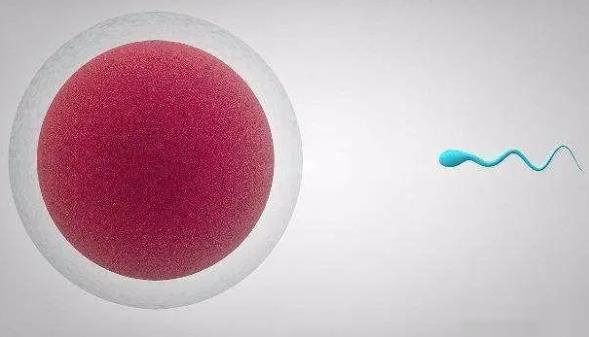 西安供卵试管代怀生子医院最新排名，附试管助孕医院推荐！