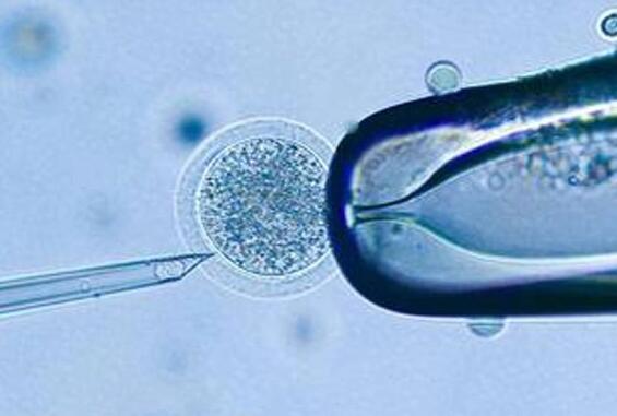 做供卵试管的孩子好还是领养好？供卵试管孩子有什么好处？