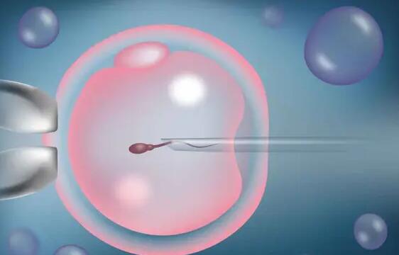 借卵做试管的费用要多少钱？附借卵费用明细