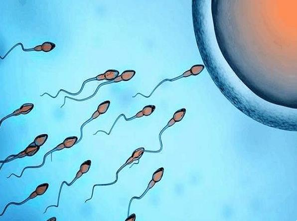 二代试管婴儿取卵手术后几小时和精子结合最佳？