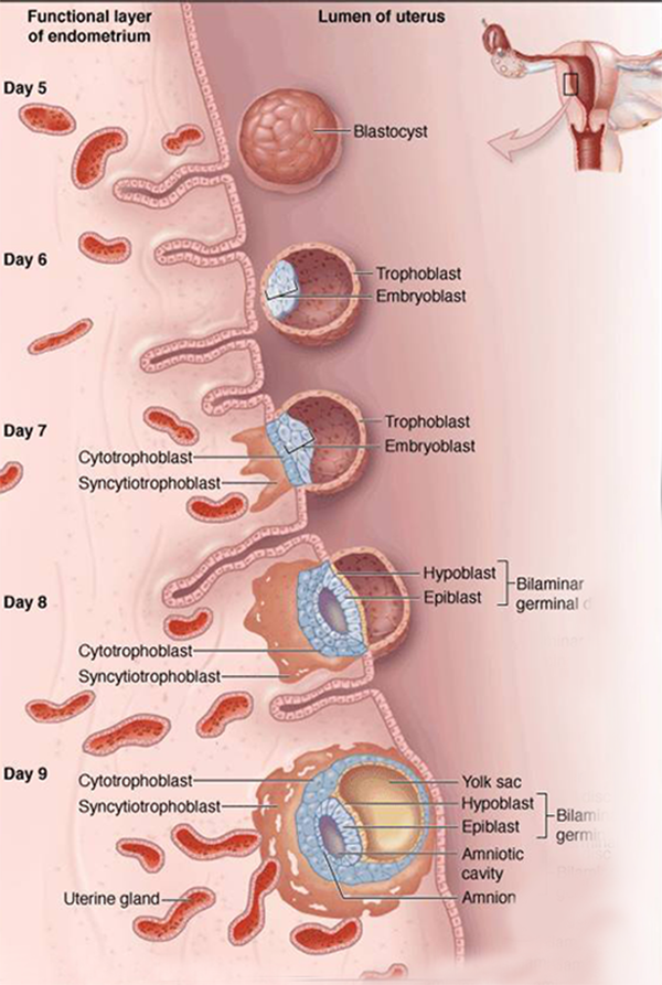 囊胚移植着床全过程图片集锦-揭秘生命诞生的神奇过程！