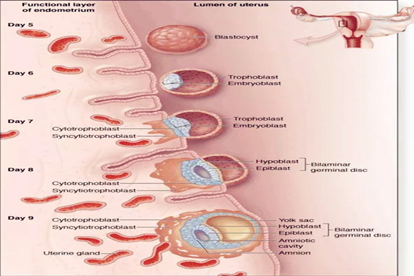 试管移植后胚胎游走能感觉到吗？试管移植后胚胎游走图告诉你！
