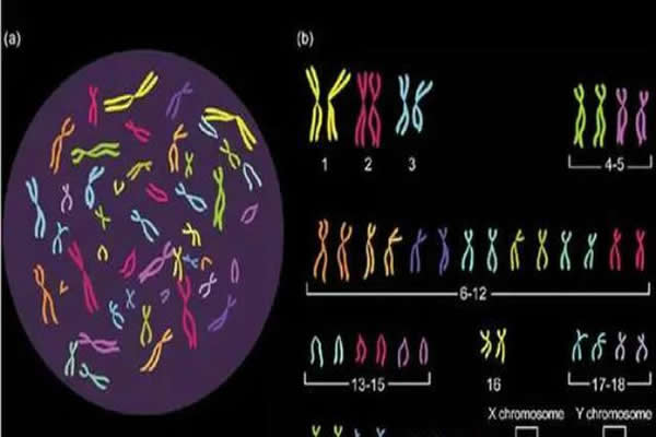 染色体异常可以做试管婴儿吗？选择第三代试管婴儿助你好孕