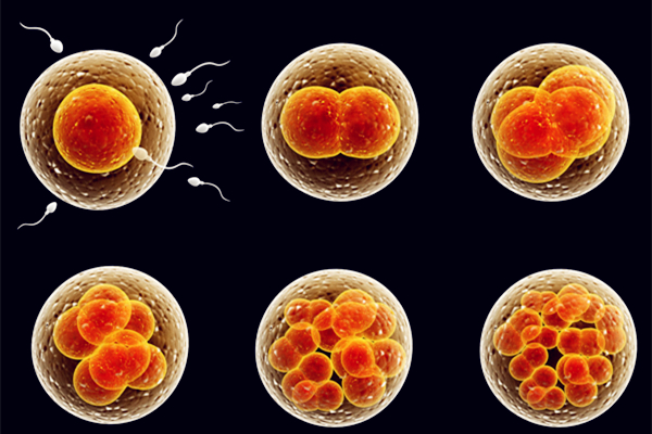 受精卵着床症状有哪些？是怀孕成功了吗？持续多久？本文全说清了！