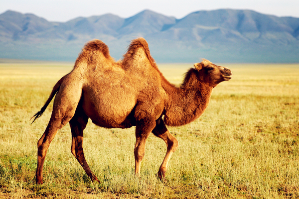 孕妇喝驼奶对胎儿更好吗？驼奶的功效作用与禁忌详解-你关心的说全了！