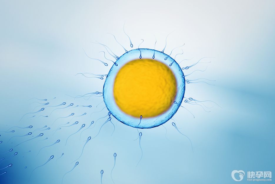 试管婴儿如何养卵泡？专家解读试管婴儿卵泡多少适宜