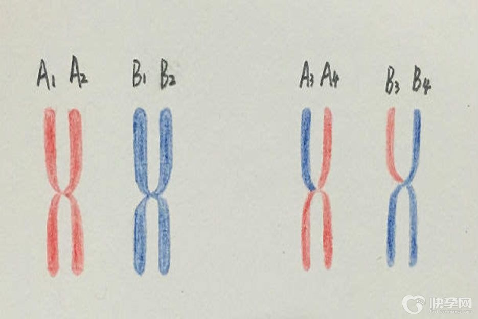 染色体异位能做第三代试管婴儿吗？成功率高吗