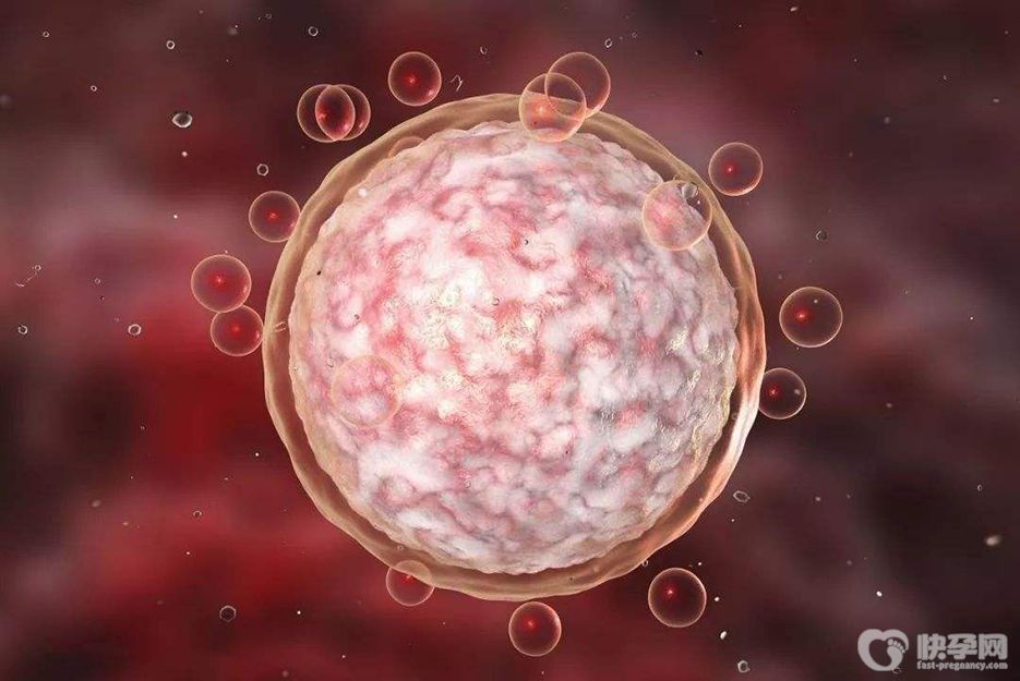 amh值0.25还有做试管的希望吗?做试管只需要一颗高质量的卵子即可