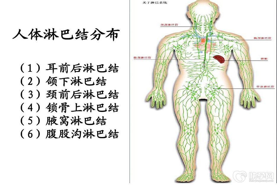 试管婴儿移植完能做淋巴排毒吗？生殖专家为你答疑解惑