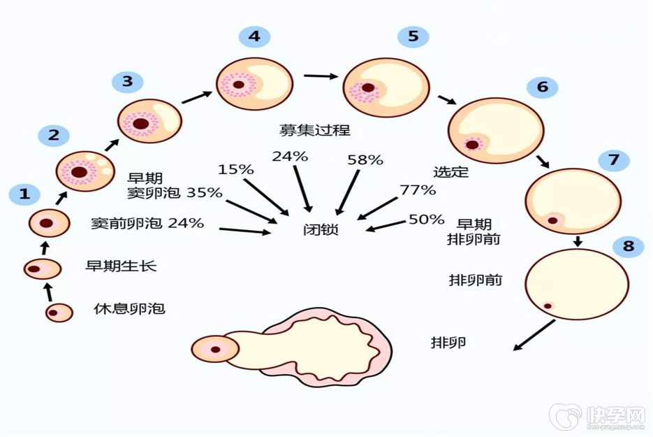 试管婴儿可以不用促排卵吗？好的开头才会有好的结尾