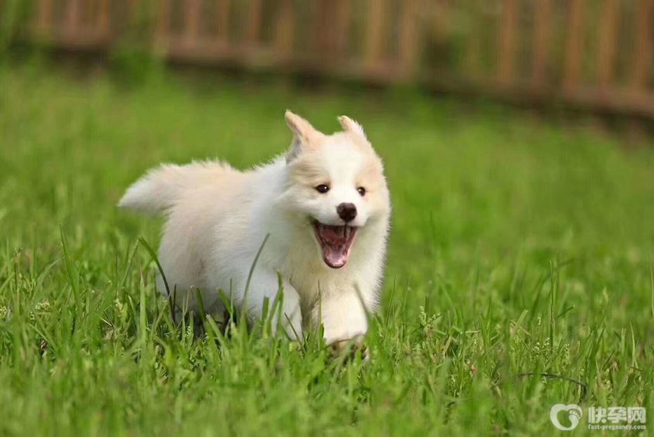 做试管婴儿家里可以养小狗吗？只要做好防御，照样可以养宠物