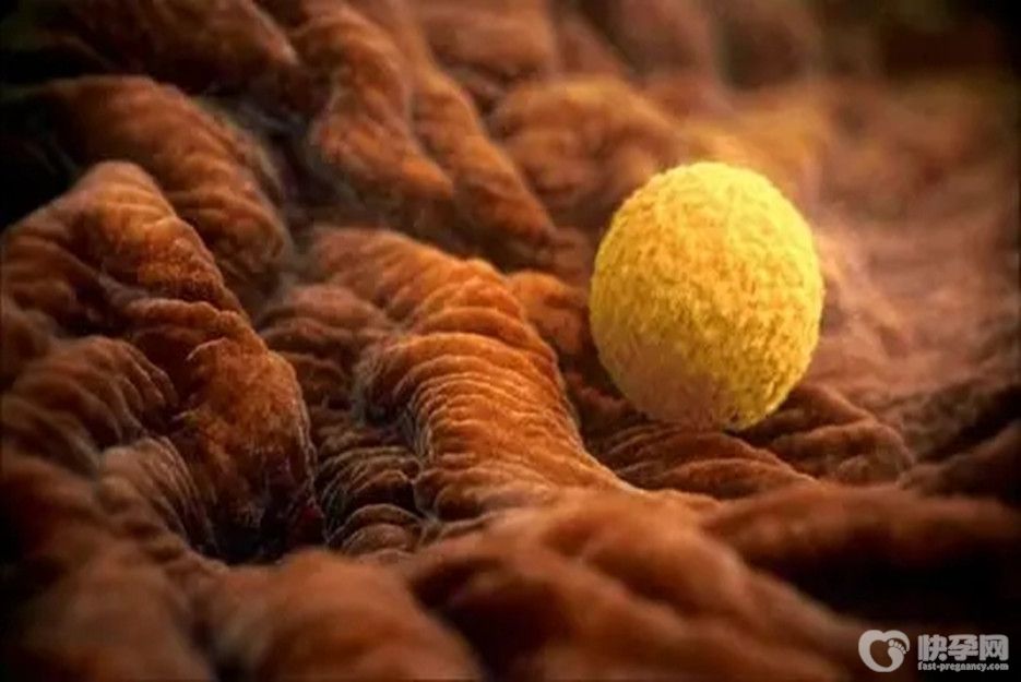 试管婴儿一般取几颗卵培育？最佳数量是8-12颗左右