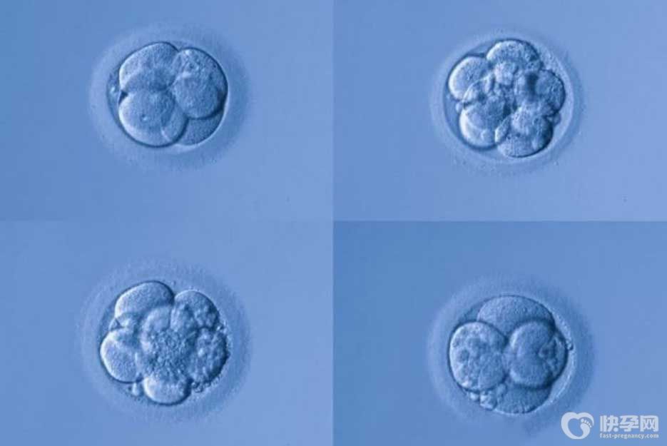 4bb和4bc囊胚有什么区别？4bb囊胚相当于几级胚胎？-一文解答