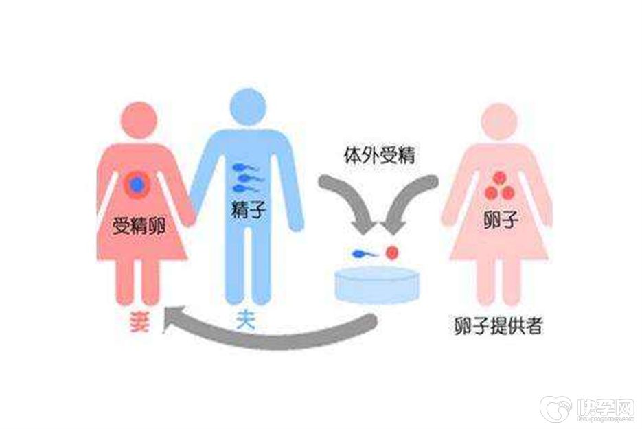 绝经女性申请做供卵试管单周期成功率有多少？3种人群透彻分析