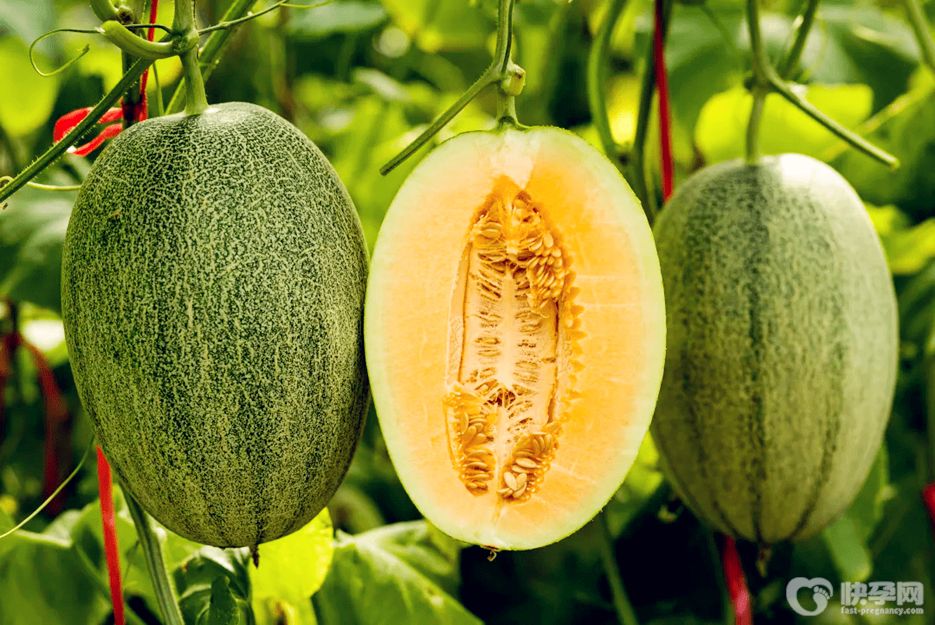 哈密瓜怎么挑选才甜呢？2025赠你哈密瓜挑选方法