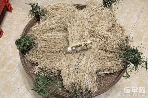 孕妇可以喝养肝草汤补充营养，但须记住不可直接食用！