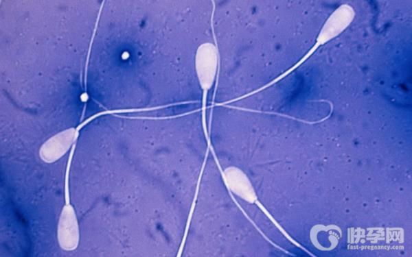 少精弱精症还能做试管婴儿？让我们一起来看看吧