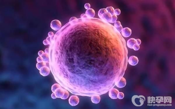 2023年国内当前赠卵试管价格是多少？做赠卵一次需要多少钱？