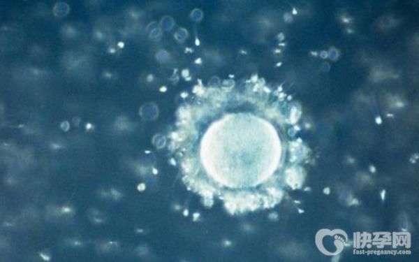 北京301医院做赠卵试管需要多少钱？6~15万不等