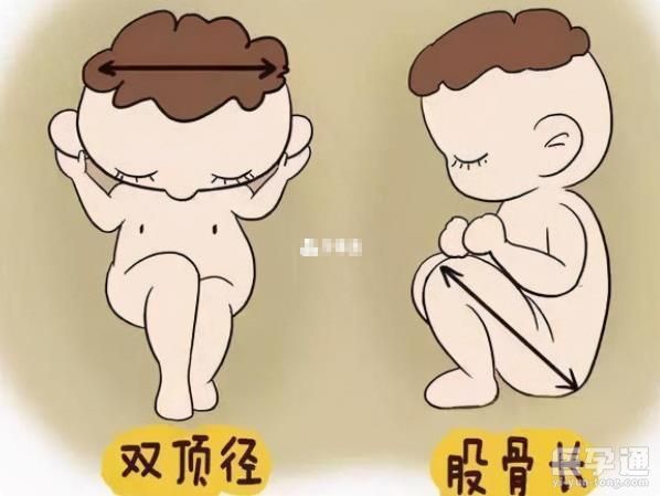 胎儿双顶径标准数值表出炉，1到40周增长变化一览无余！