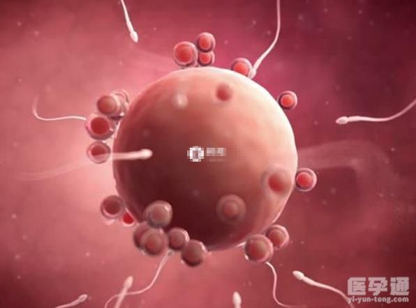 卵泡发育不好不成熟做试管有没有影响？成功率如何？