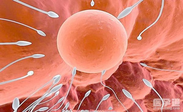 男性精子数量少做二代试管婴儿的成功率是多少？