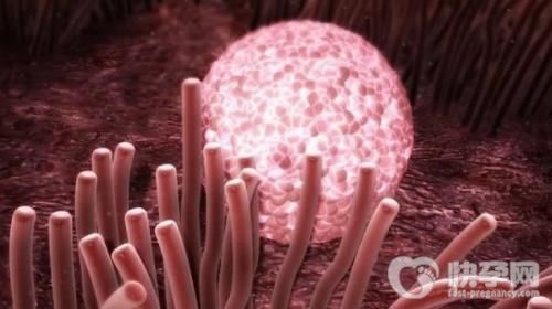 冻胚移植需要满足这些条件！胚胎质量达标是重要前提