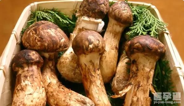 哪些人不适合吃松茸？松茸对人有什么好处？