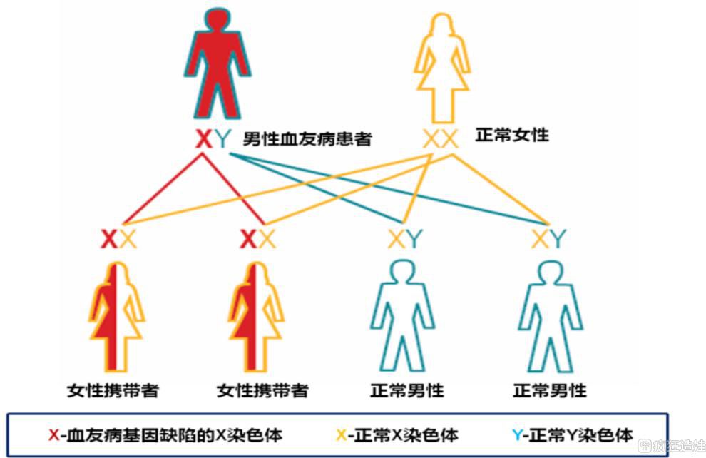 血友病携带者可以做第三代试管婴儿吗？要多少钱？
