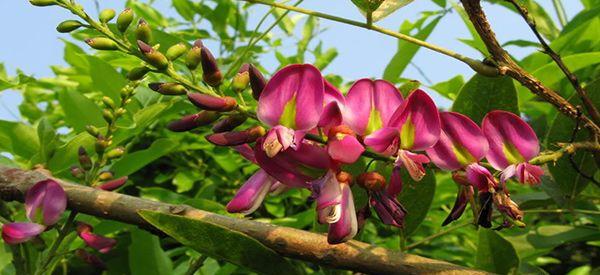 经常被用于泡脚的鸡血藤备孕时可以生吃吗？