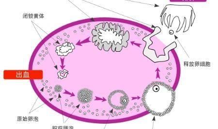 卵泡12mm一般要经过几天成熟然后排出？