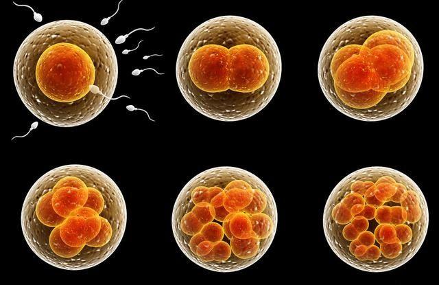 畸形精子87％也可以让女性受孕，让你成功当爸爸