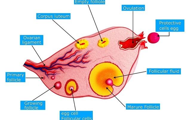 想要又大又圆的卵子？5个调理妙招备孕必备！