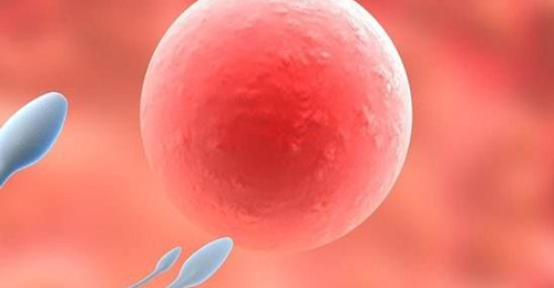 女性备孕吃什么养卵泡?3种饮食|运动调理方式一览