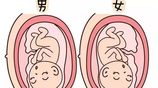 孕检时b超医生透露怀男宝女宝暗语宝典，一语戳中有心人！