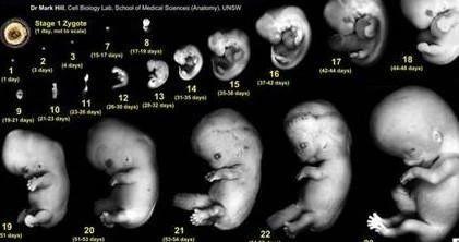 试管婴儿移植成功后，为什么要用这么多保胎药？