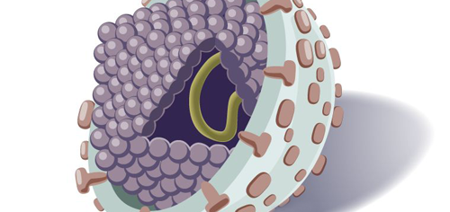 丙肝抗体阳性康复治疗,仅少部分患者指标终身