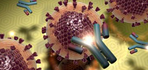 丙肝抗体阳性怎么办,肝功能正常不管可发展到肝癌