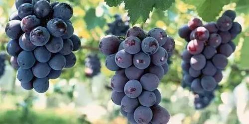 哺乳期女性吃葡萄能下奶吗？