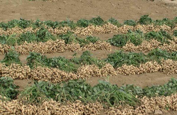 孕妇可以吃花生吗