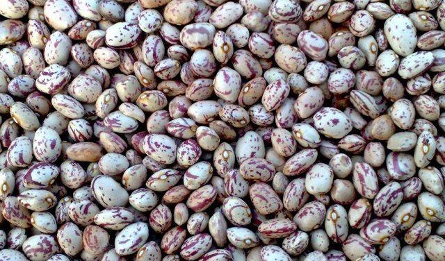 孕妇可以吃芸豆吗