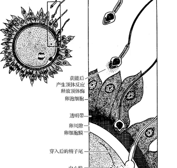 顶体酶低能做试管婴儿吗？你想知道的答案全在这