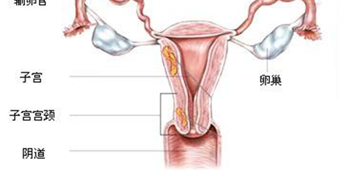 不可直接做！试管婴儿之前应先通过手术治疗宫腔粘连