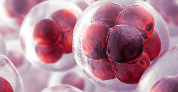 高龄只取了5个卵泡做三代试管能养囊成功吗？