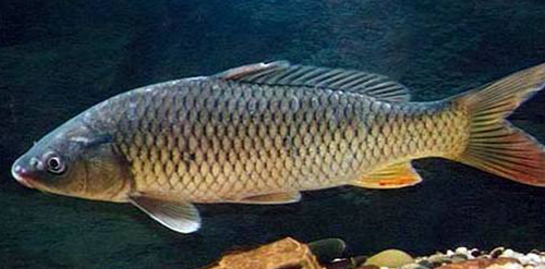 带你重新认知孕妇梦见鲤鱼的象征意义